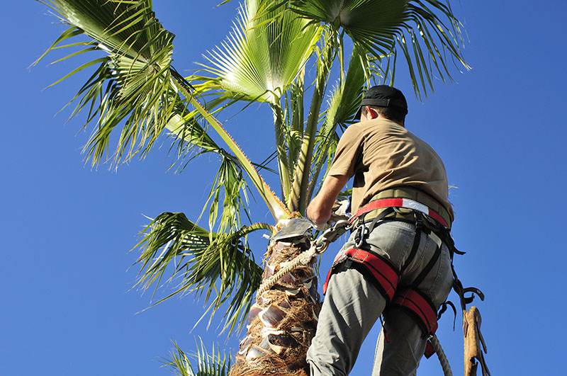 Las Vegas Tree Removal